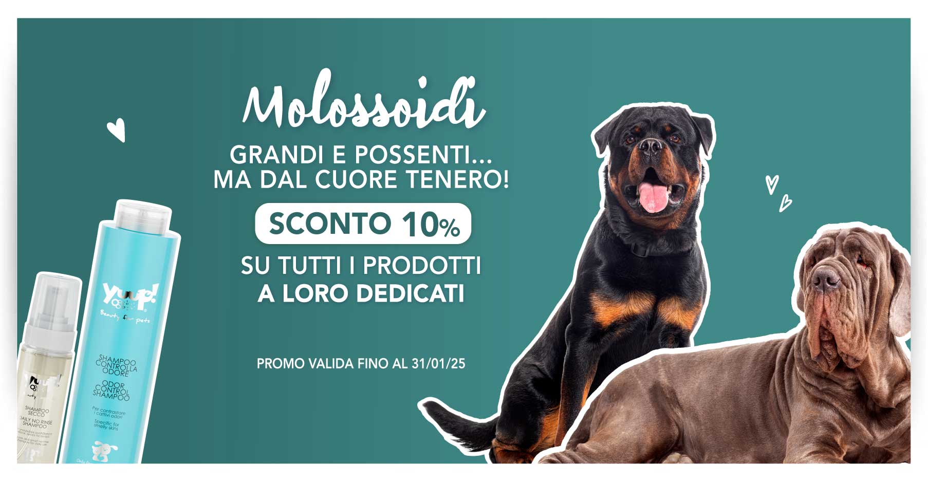 10% sconto Molossoidi