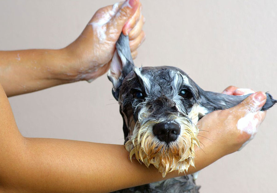 Bellezze al bagno: come lavare il cane in casa - YUUP!