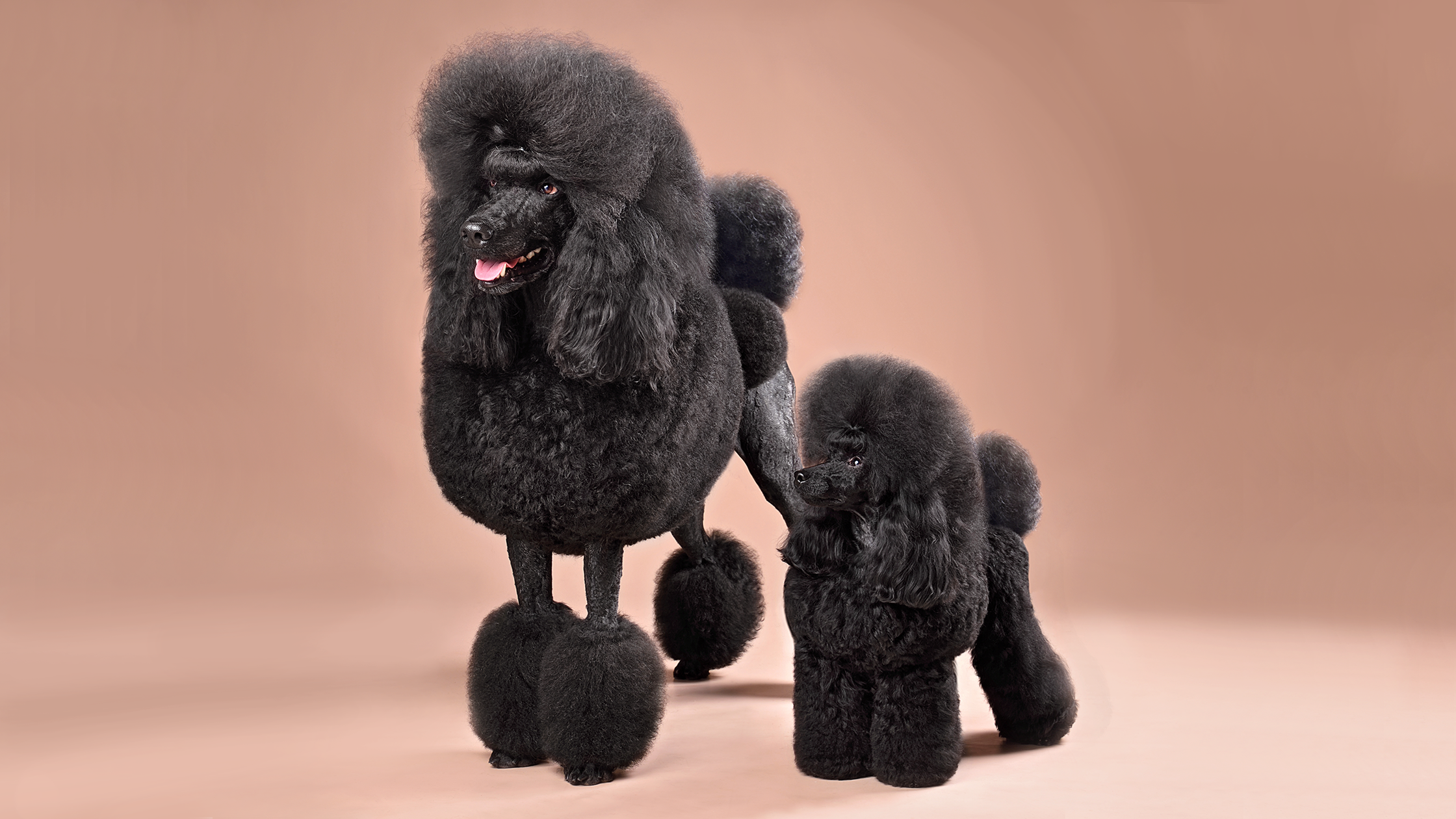 dark grey toy poodle