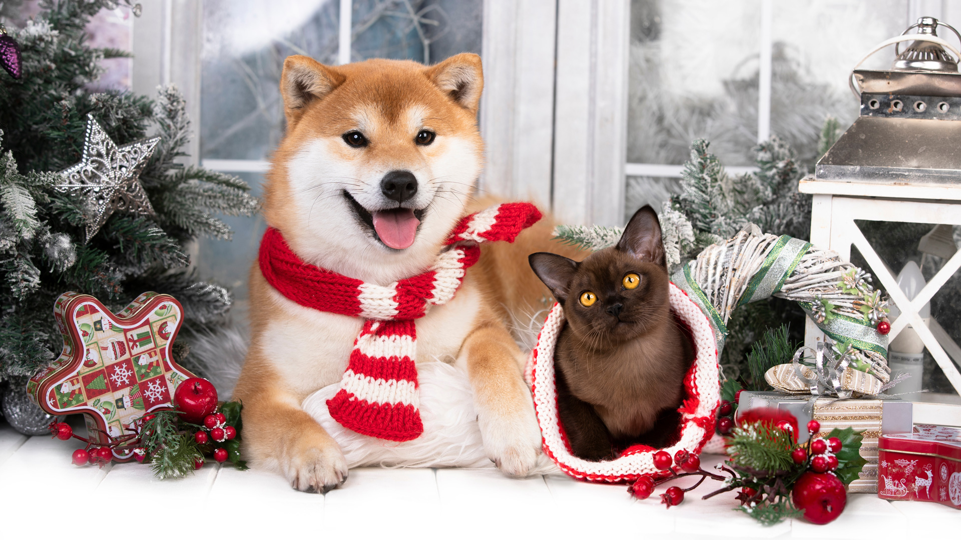 Regali di Natale per cani e gatti: ecco 5 idee – YUUP!