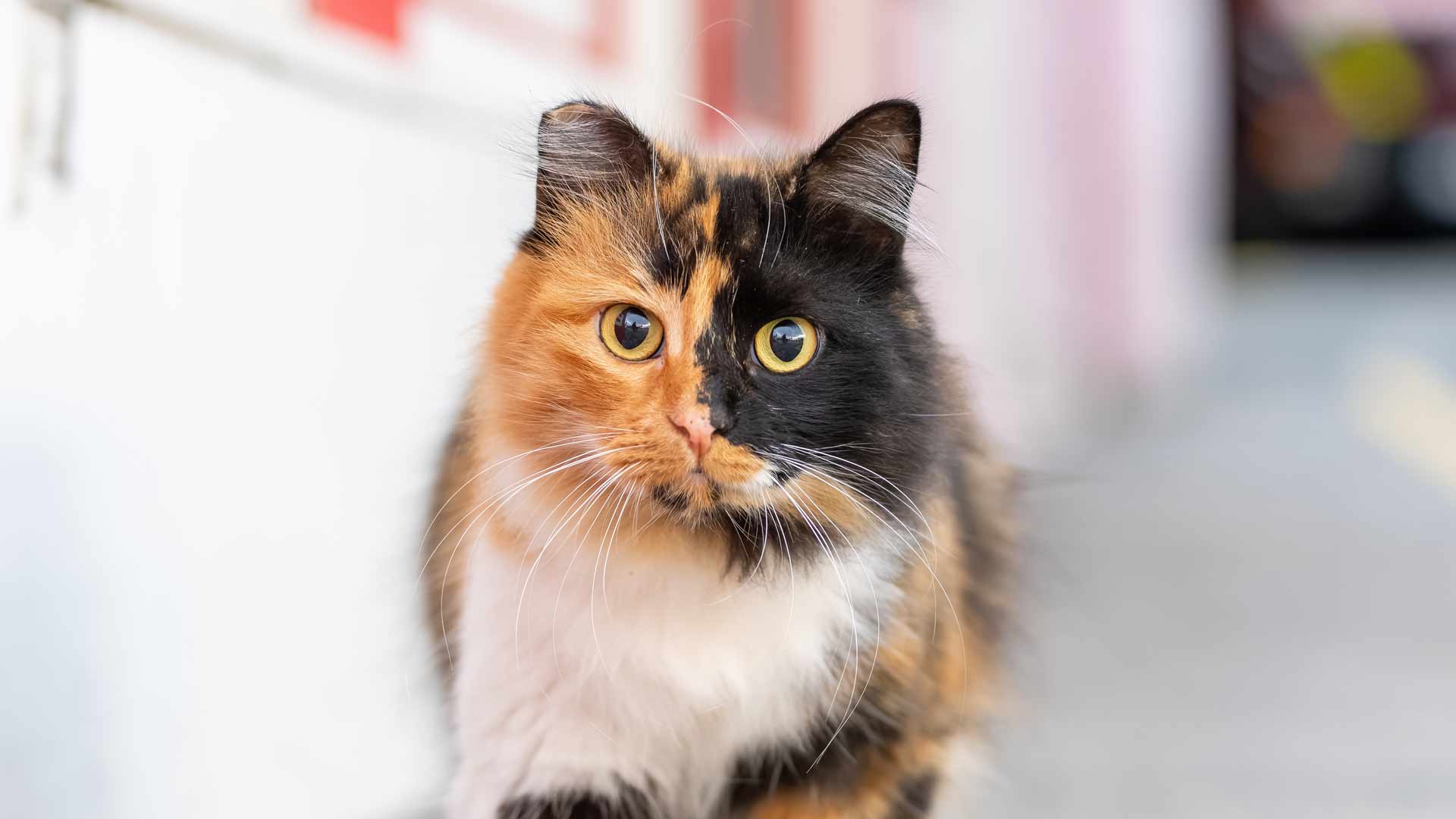 Cute Pictures & Facts About Calico Cats & Kittens
