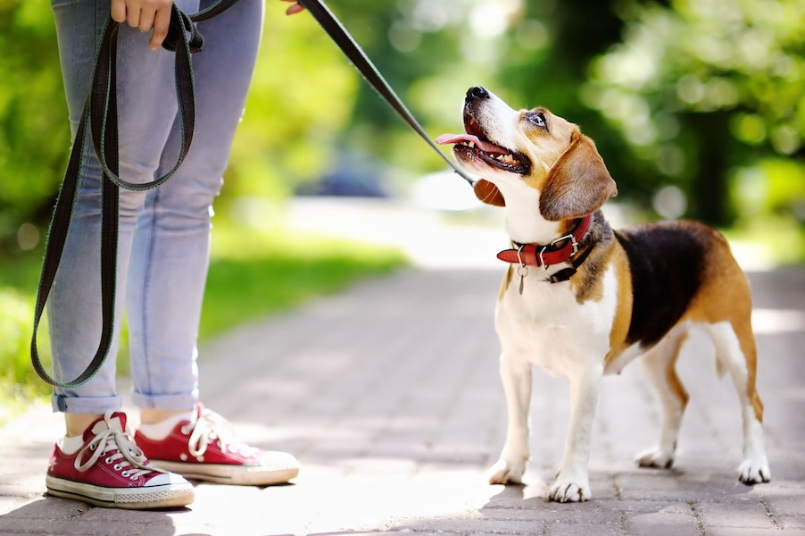 Cane guarda con occhioni dolci la sua pet mate che lo tiene al guinzaglio