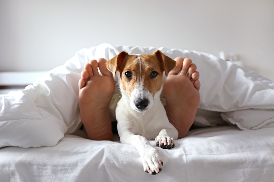 Cane spunta dai piedi del pet mate sul letto