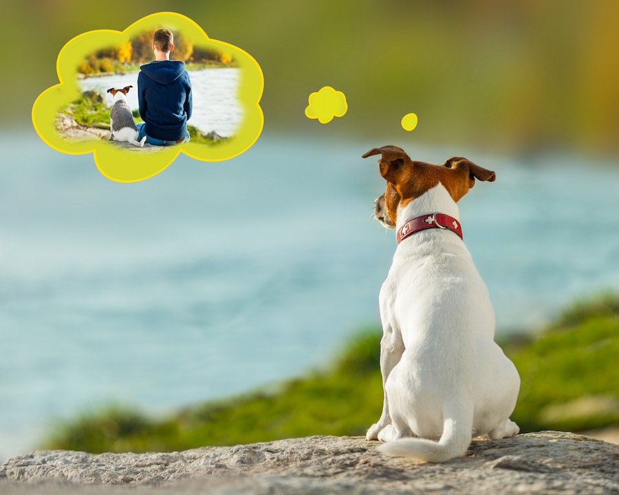 Jack Russel sulle rive di un lago con fumetto che riporta quando lui faceva il bagnetto.