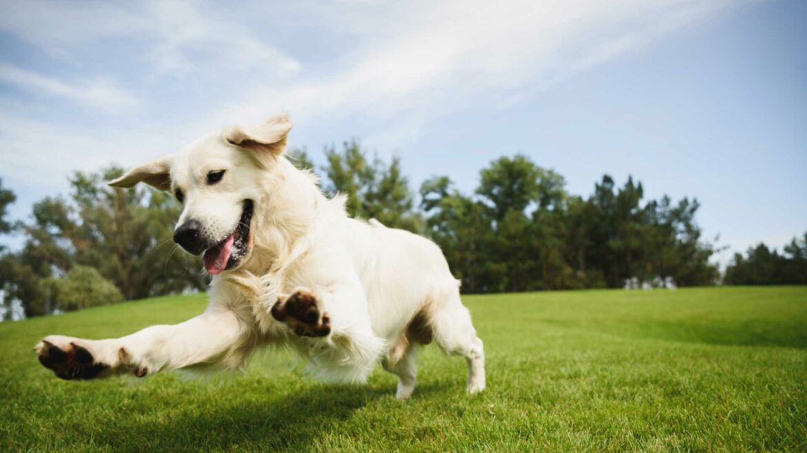 Cane labrador corre in mezzo ad un prato