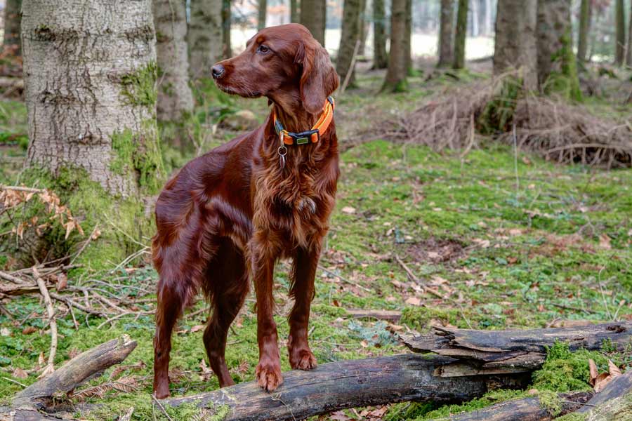 Cane nel bosco guarda attentamente l'ambiente che lo circonda