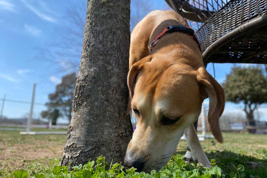 Cane beagle annusa la base di un piccolo albero posto in un parco pubblico