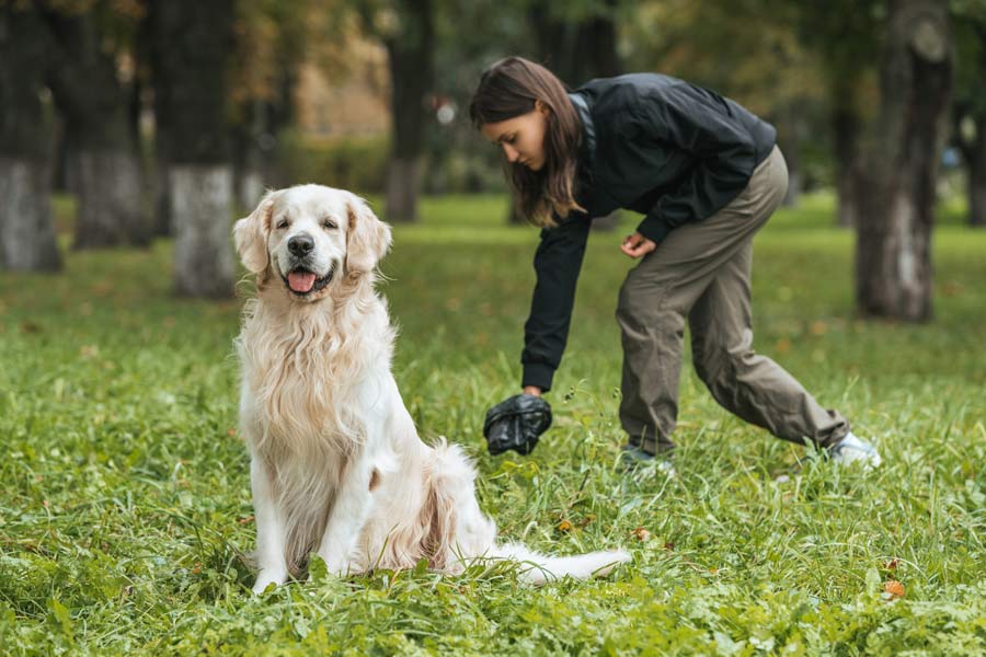 ragazza con il proprio golden retriever raccoglie gli escrementi del cane in un prato