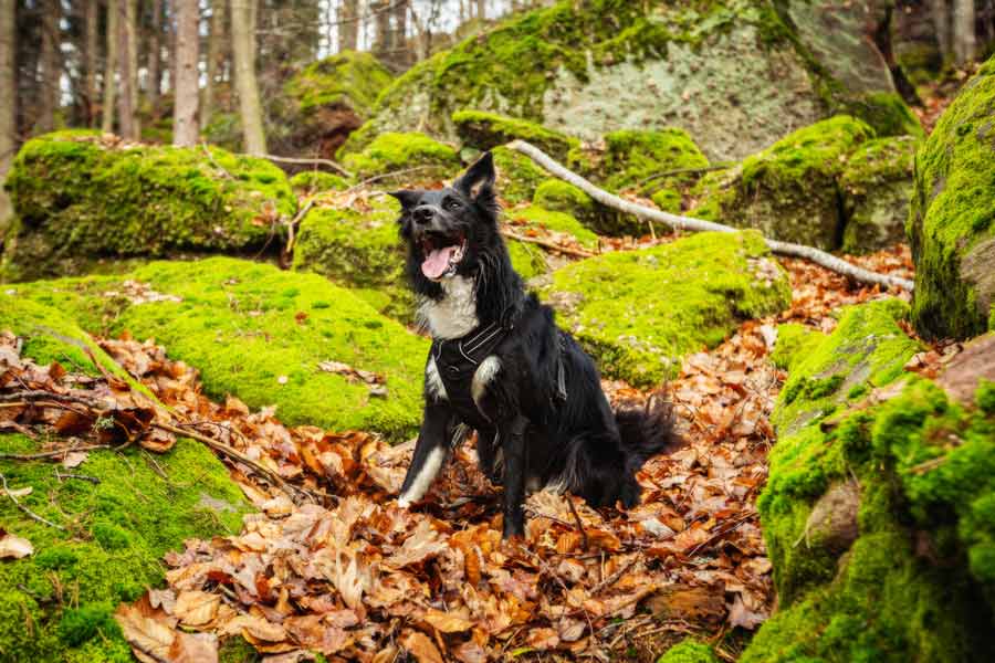 Cane di Bordel Collie seduto in mezzo ad un bosco