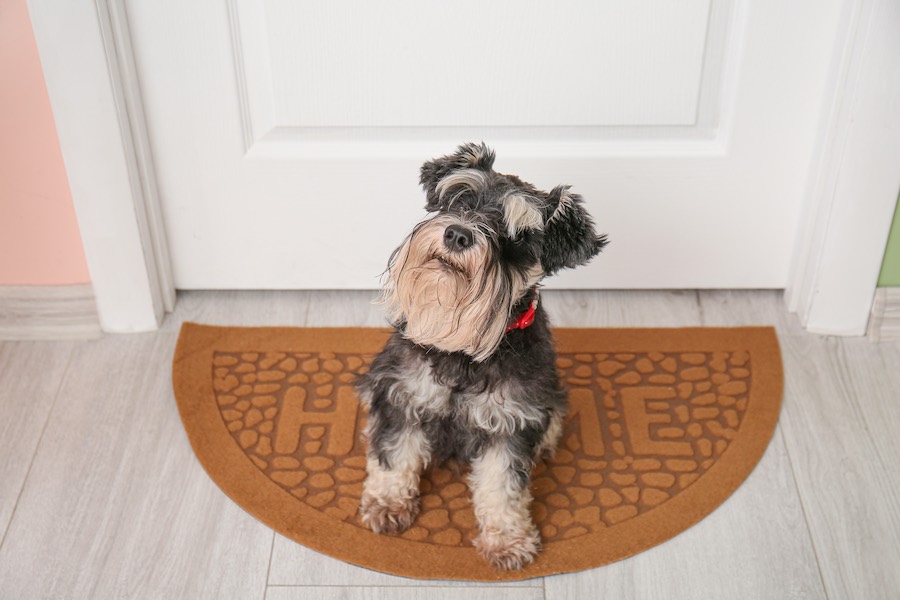 Cagnolino guarda il pet mate davanti alla porta di casa