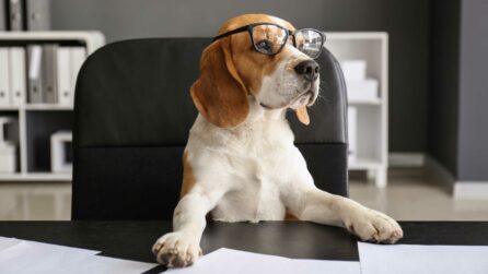 Cane di media taglia marrone e bianco indossa degli occhiali da vista mentre è seduto alla scrivania d'ufficio come un essere umano