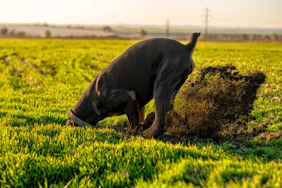 cane di grossa taglia scava una buca nel prato