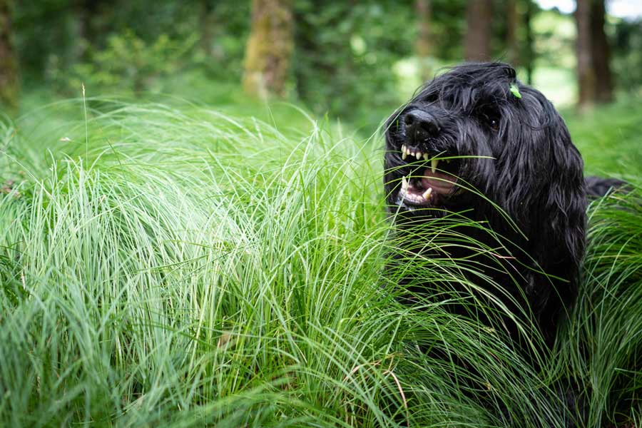 Cane nero mangia dell'erba