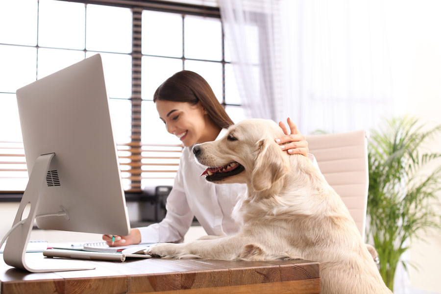 golden retriever salta con le zampe anteriori sulla scrivania di una donna impegnata a lavorare al pc