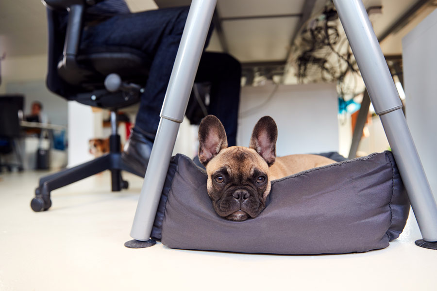 French bulldog seduto in una cuccia sotto una scrivania d'ufficio