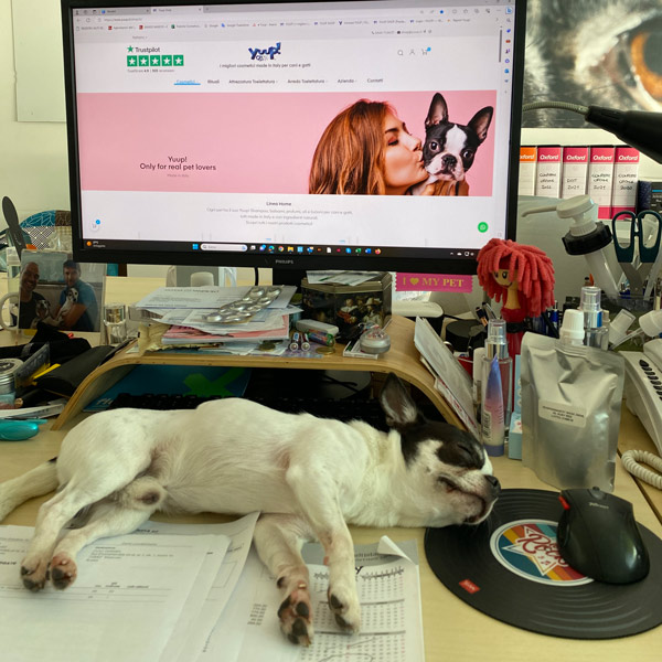 chihuahua dorme sopra una scrivania d'ufficio