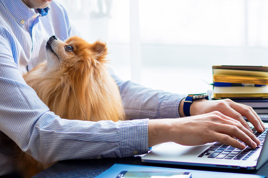 cane volpino in braccio ad un uomo in camicia mentre lavora al pc