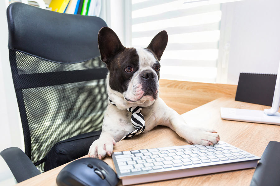 french bulldog indossa una cravatta ed è seduto su una sedia d'ufficio con le zampe anteriori sopra alla scrivania come se stesse lavorando al pc