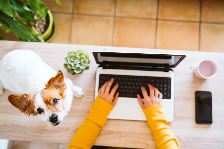 cane di piccola taglia seduto vicino ad una donna che sta lavorando al pc