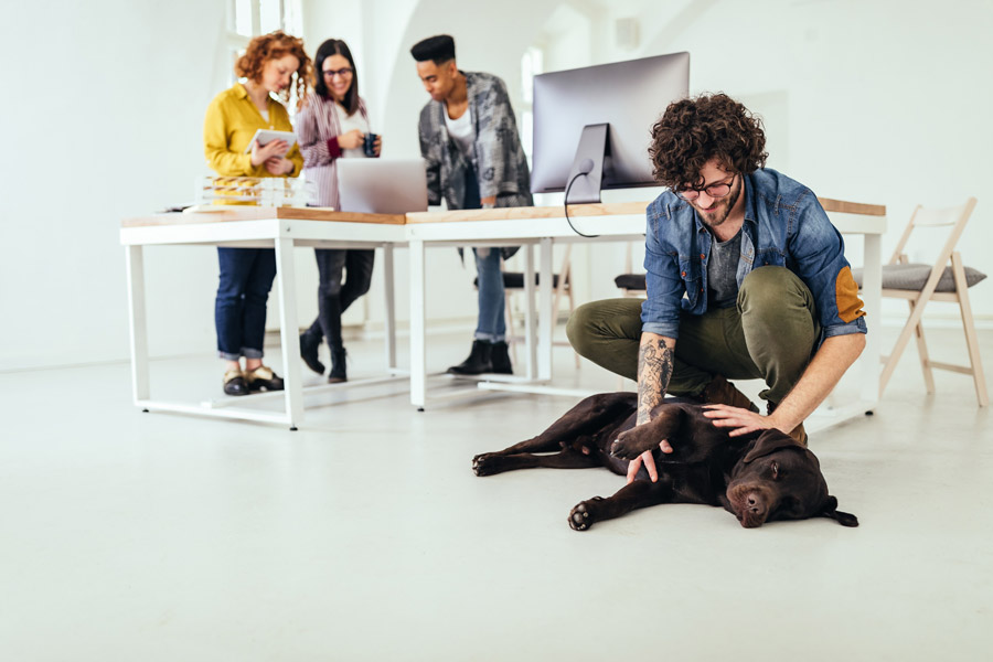 ragazzo accarezza in ufficio un labrador nero mentre i suoi colleghi sullo sfondo sono impegnati nel lavoro