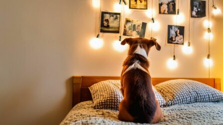 cane guarda delle foto appesa al muro sopra al letto
