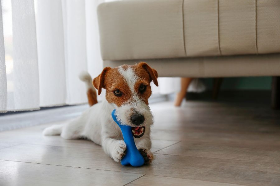 un cucciolo di cane mastica un osso di gomma