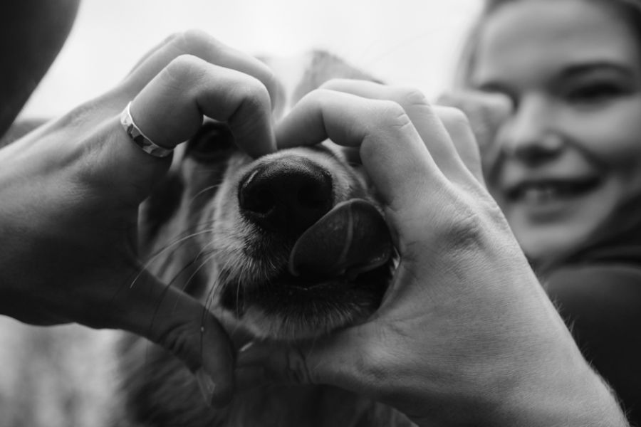 le mani di una ragazza a forma di cuore attorno al musetto di un cane