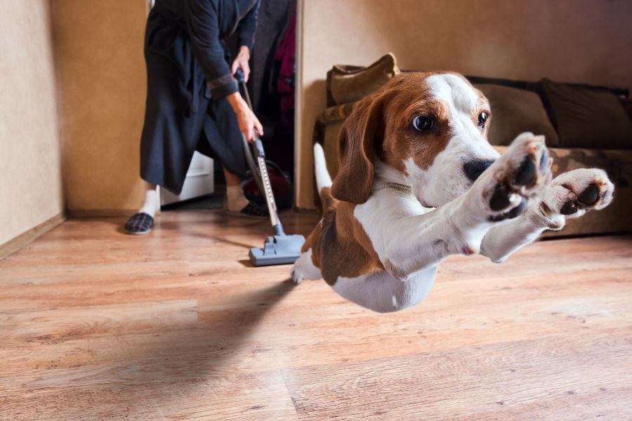 cane salta e in secondo piano una donna passa l'aspirapolvere in casa