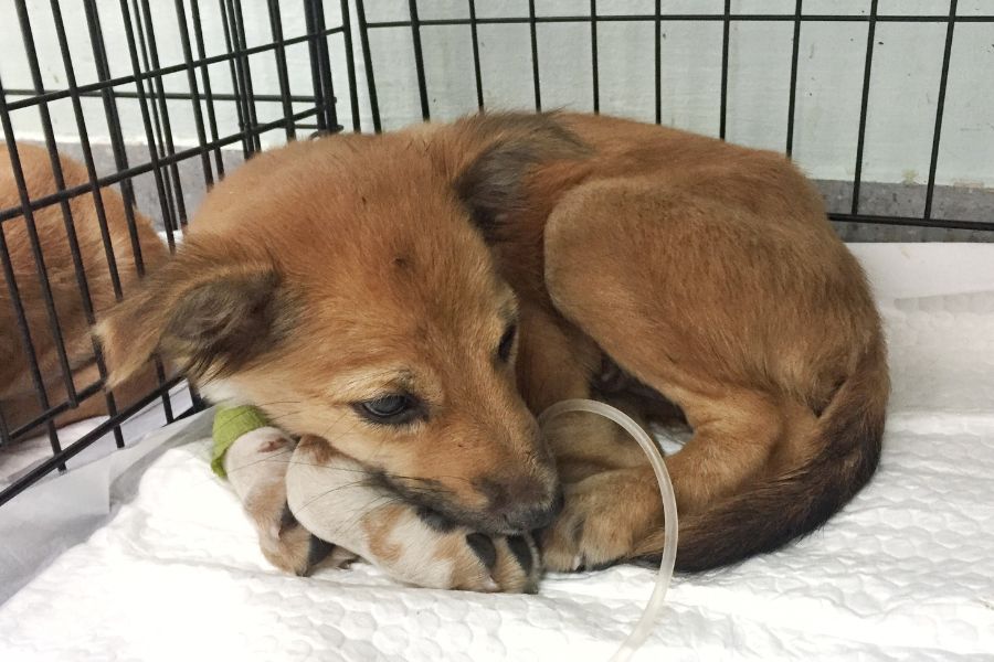 un cucciolo di cane in gabbia con flebo