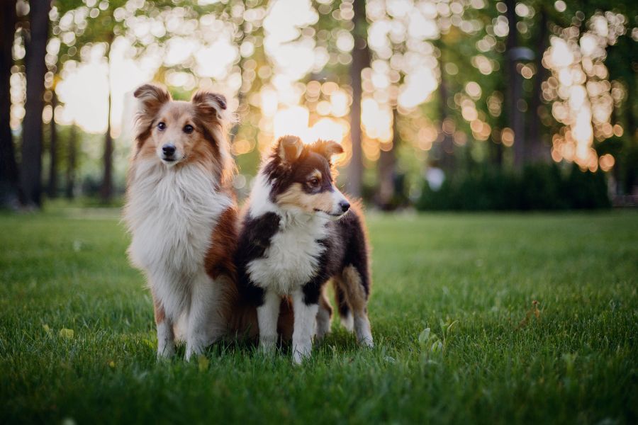 due cani pastore su un prato, uno adulto e un cucciolo