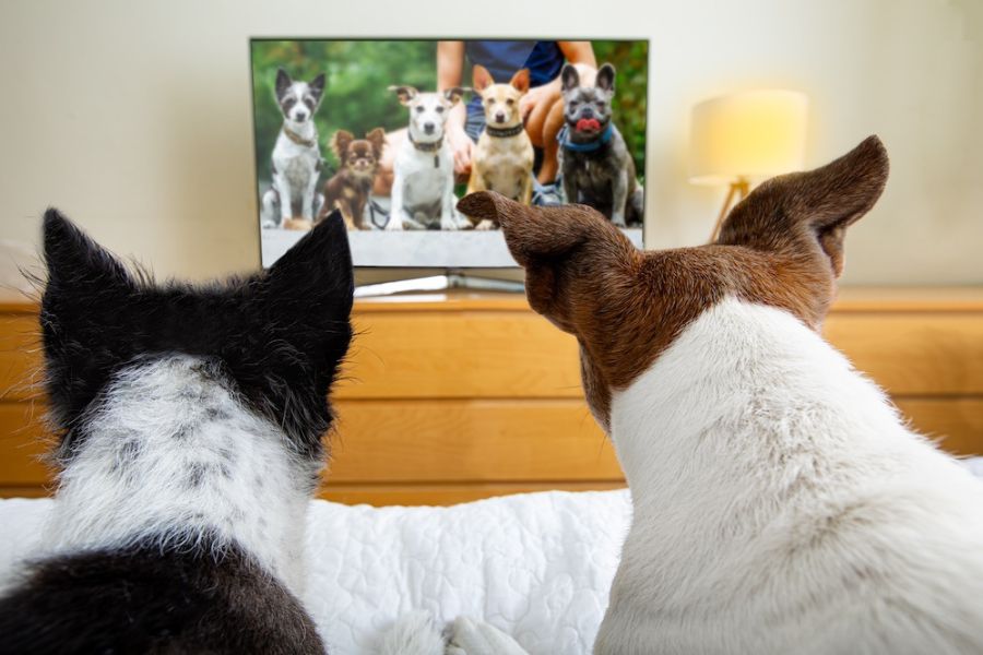 due cani di spalle guardano una televisione dove ci sono dei cani in un filmato