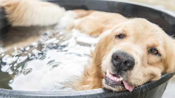 Labrador in una bacinella di acqua con lingua a penzoloni per il caldo