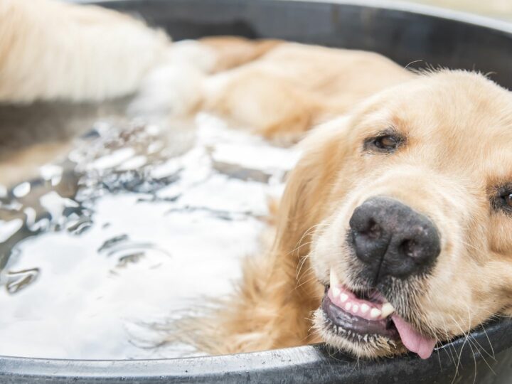 Il mio cane suda? Come posso aiutarlo a stare più fresco in estate?