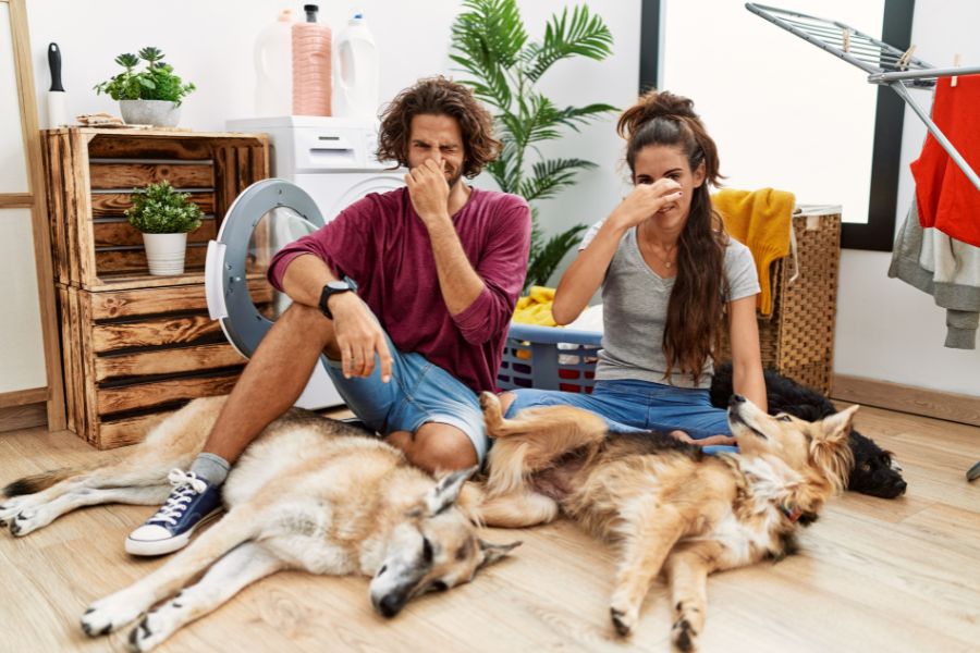 coppia in soggiorno con due cani si tappa il naso a significare che emanano cattivo odore quando fa caldo