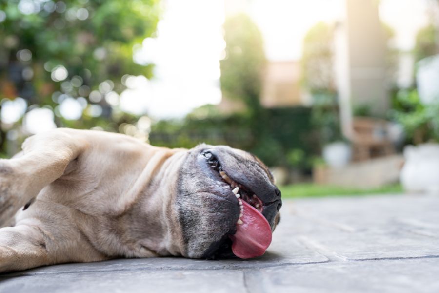 cagnolino disteso per terra con lingua fuori in un paesaggio torrido