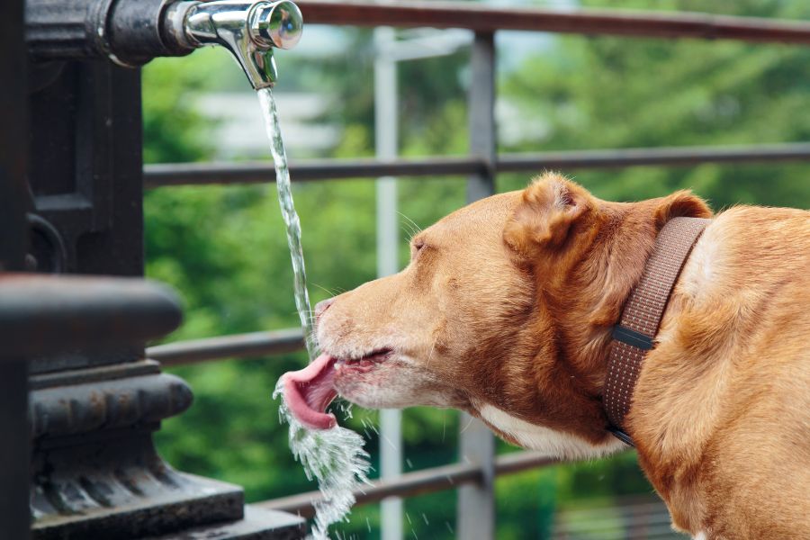 cane beve da una fontana