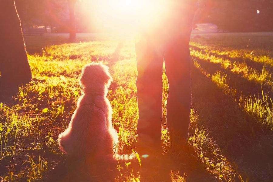 una cagnolina con una ragazza su un prato al tramonto