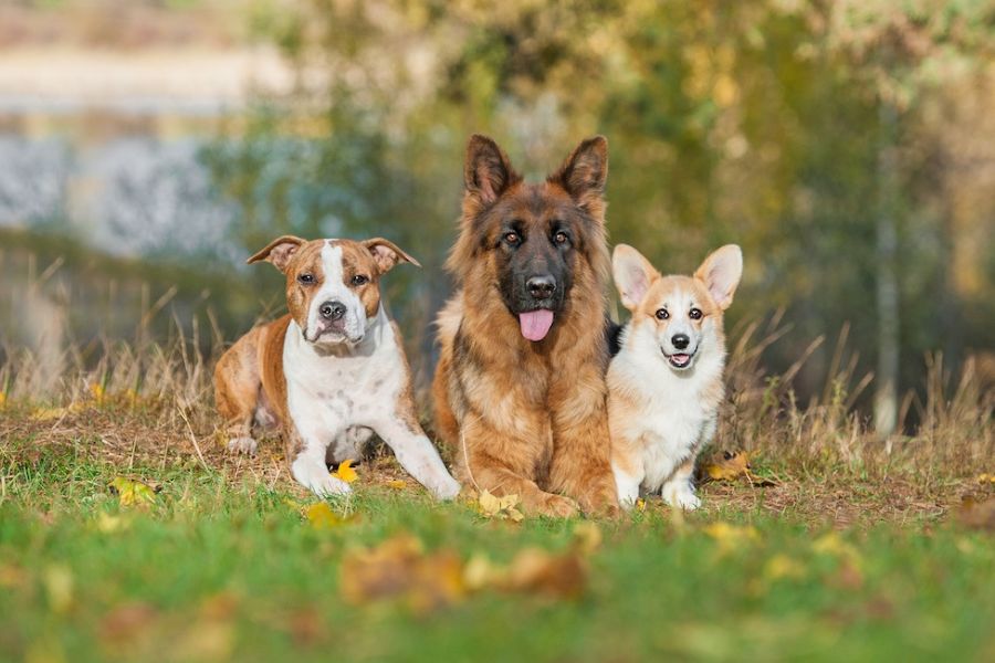 tre cani su un prato