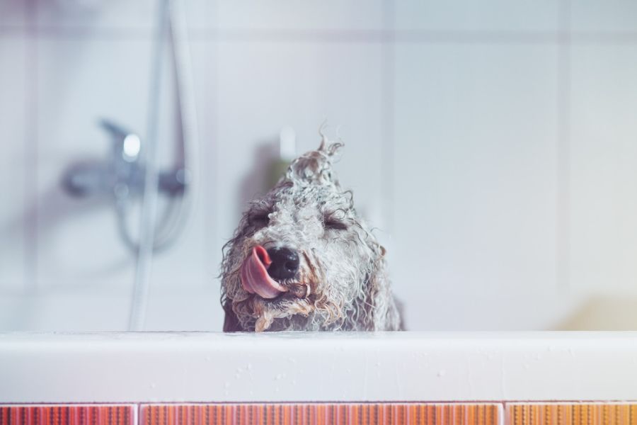 una cagnolina fa il bagnetto nella vasca da bagno