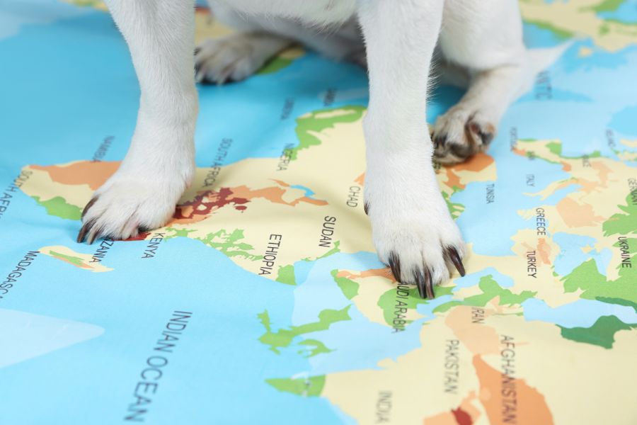 le zampette di un cagnolino su una cartina geografica per indicare quanti cani ci sono nel mondo