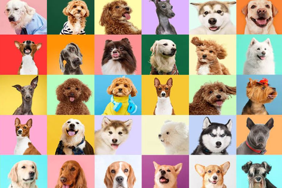 collage di foto di cani di diverse razze