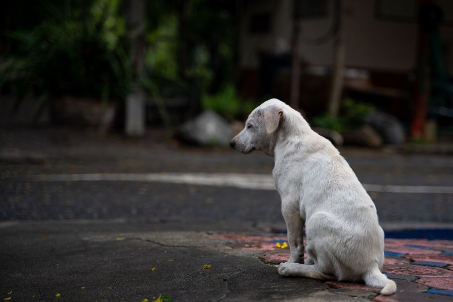 un dolcissimo cane bianco abbandonato sul ciglio della strada