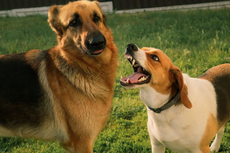 un cane ringia a un altro cane su un prato