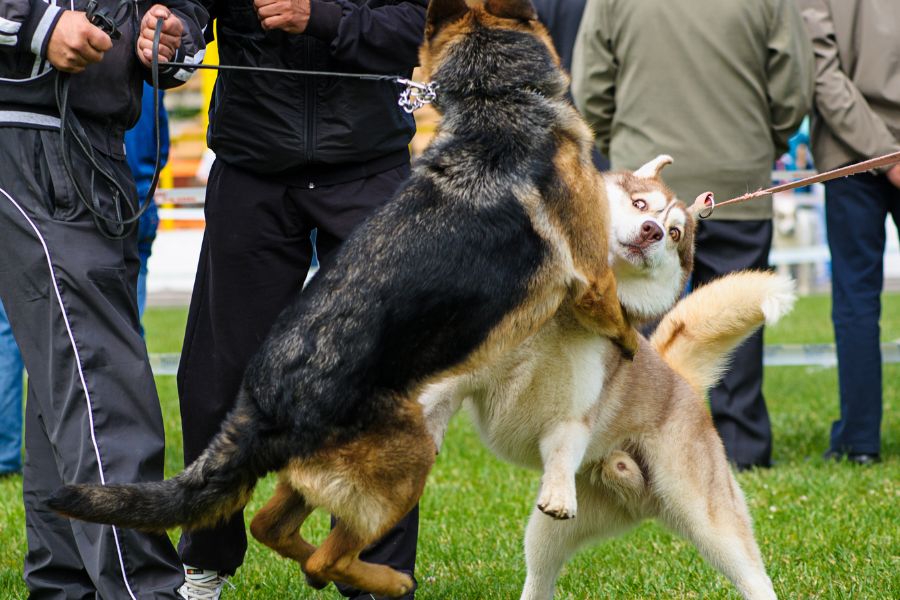 due cani tenuti al guinzaglio si azzuffano