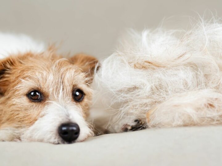 Sottopelo del cane: come prendersene cura