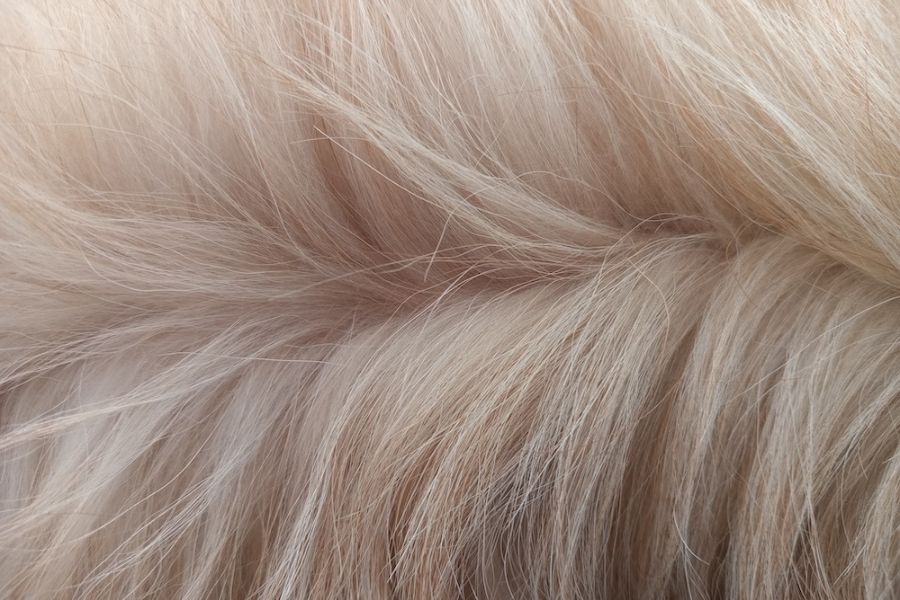 pelo bianco liscio di cane