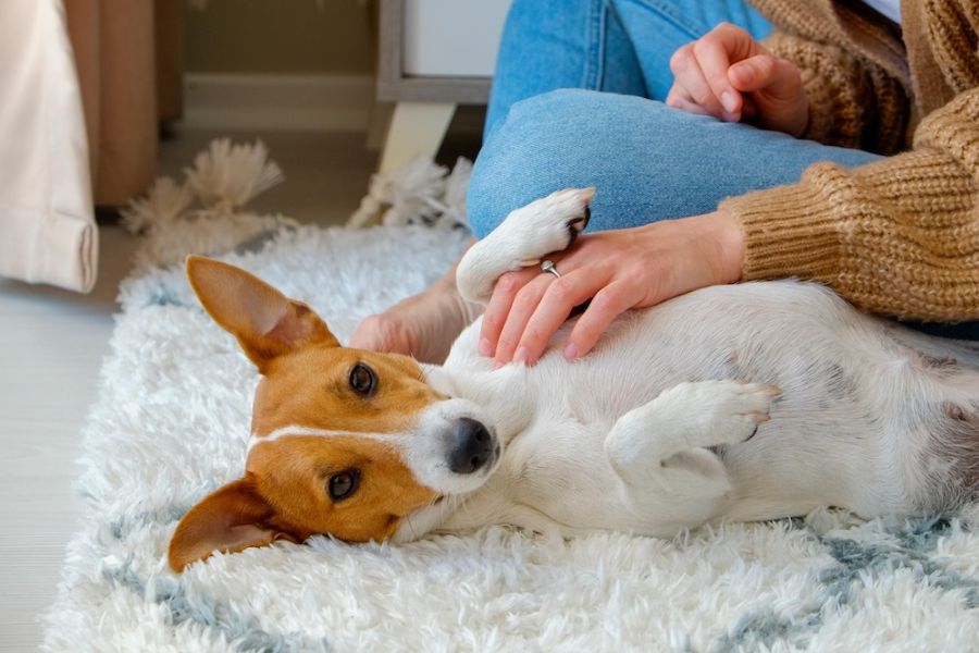 ragazza accarezza la pancia di un cane per vedere se ha il sottopelo