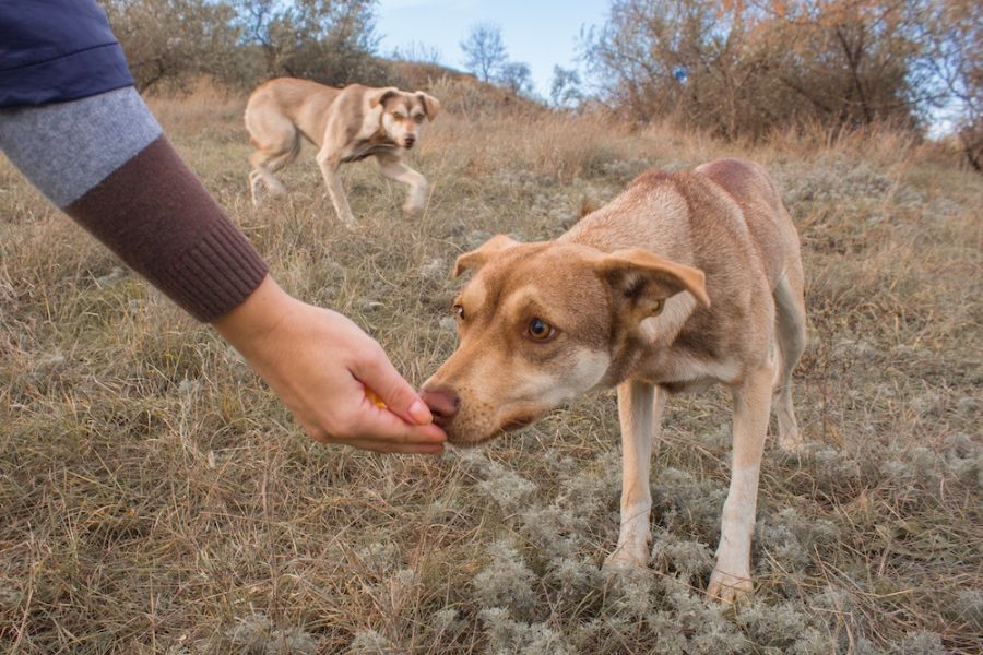 uomo avvicina la mano a un cane in un prato, sullo sfondo un altro cane