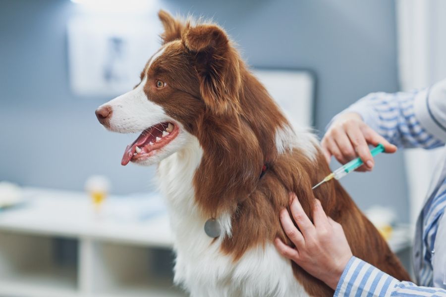 veterinario fa il vaccino antirabbia a un cane