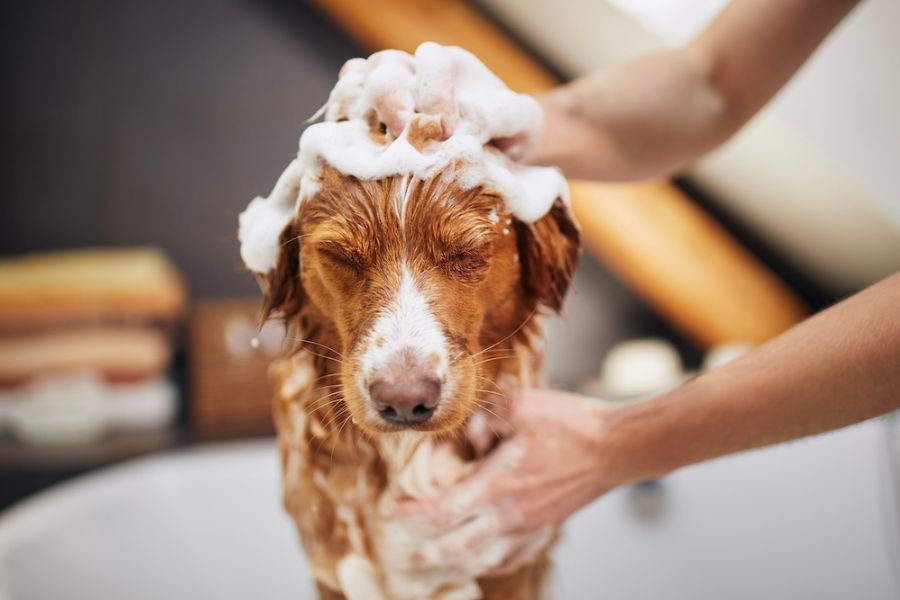 un cane sta facendo il bagnetto, è coperto di schiuma e delle mani gli massaggiano la testa